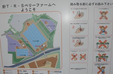 イチゴ狩り イチゴ狩り